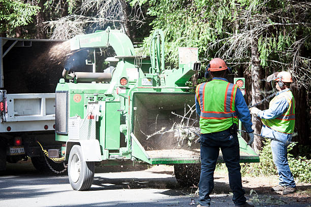 Trusted Stromsburg, NE Tree Care Experts